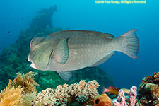 bumphead parrotfish